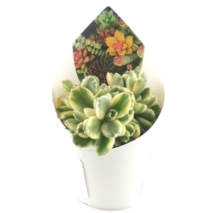 COTYLEDON LADISMITHIENSIS VARIEGATA