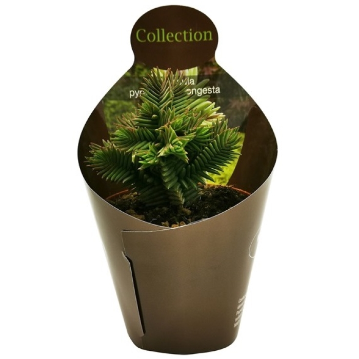 CRASSULA PYRAMIDALIS CONGESTA