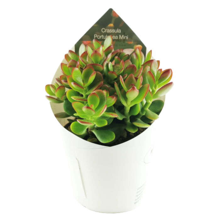 CRASSULA PORTULACEA MINI