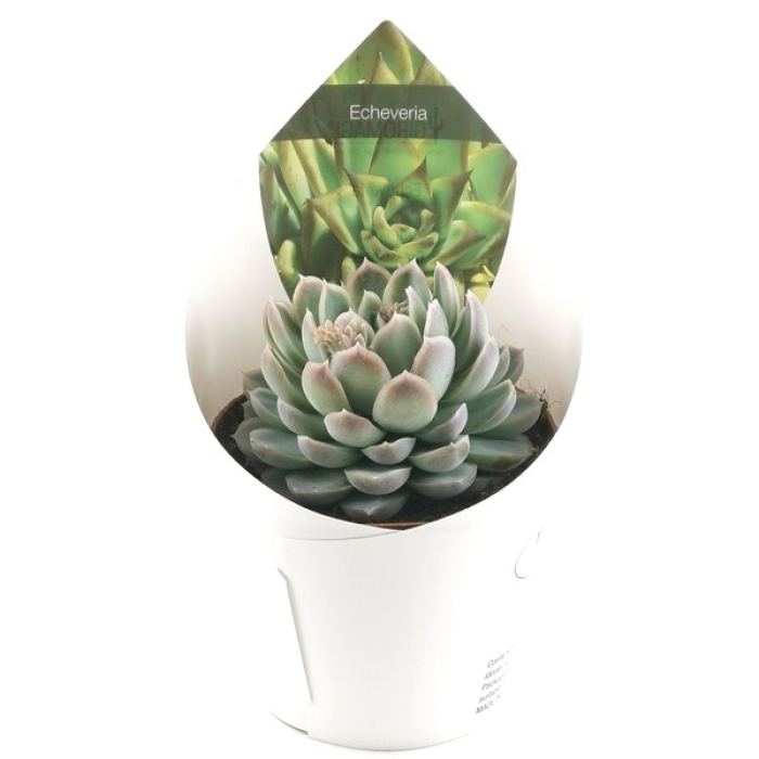 ECHEVERIA ELEGANS