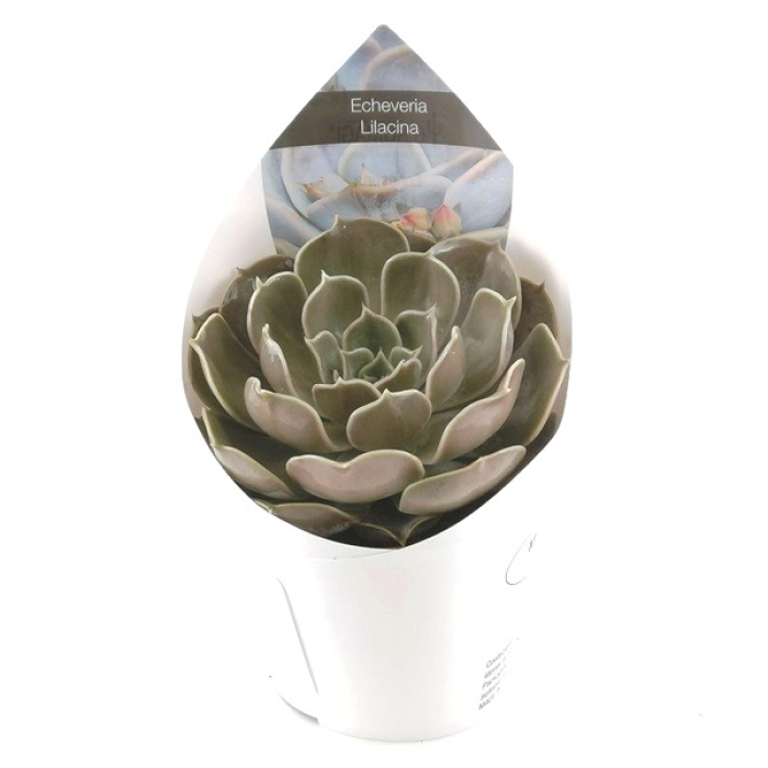 ECHEVERIA LILACINA
