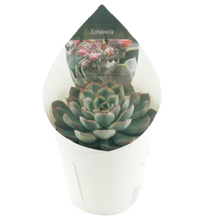 ECHEVERIA PULIDONIS