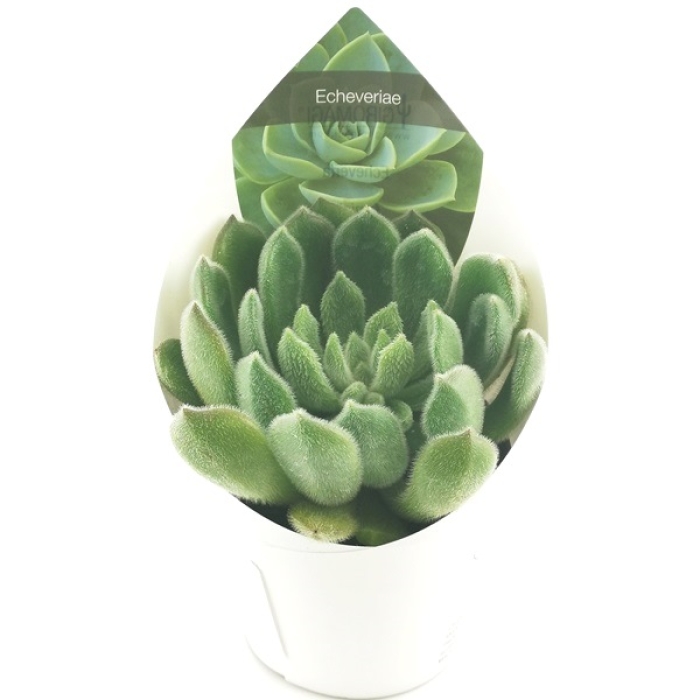 ECHEVERIA SETOSA
