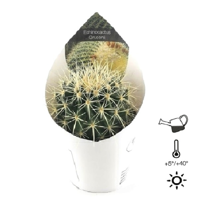 ECHINOCACTUS GRUSONII