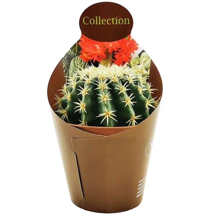 ECHINOCACTUS GRUSONII BREVISPINUS