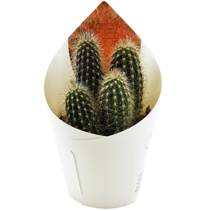 EXPOSEDA MIRABILIS