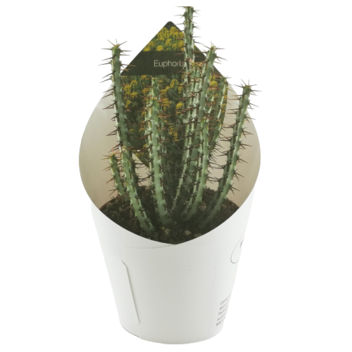 EUPHORBIA AERUGINOSA