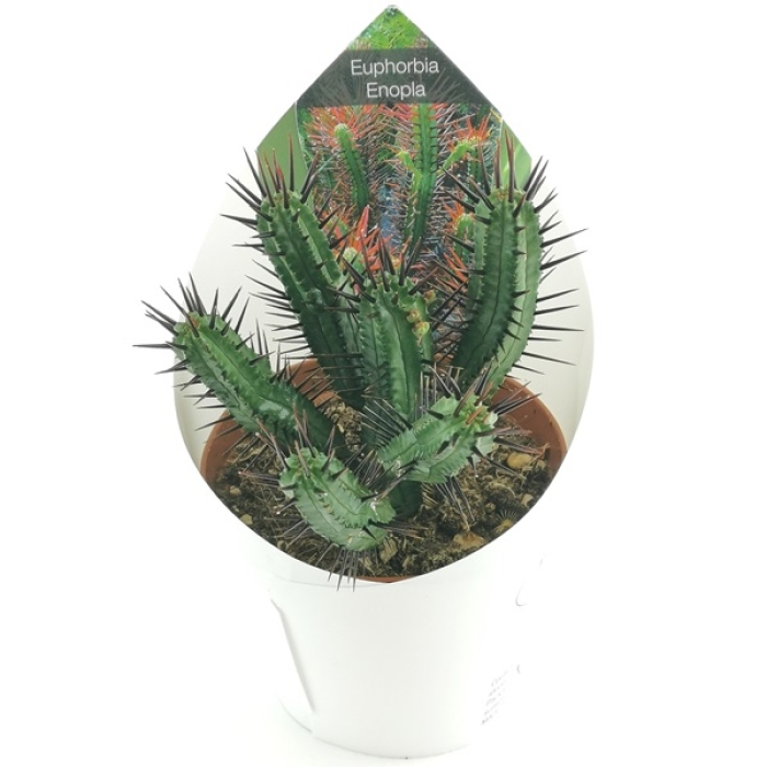 EUPHORBIA ENOPLA