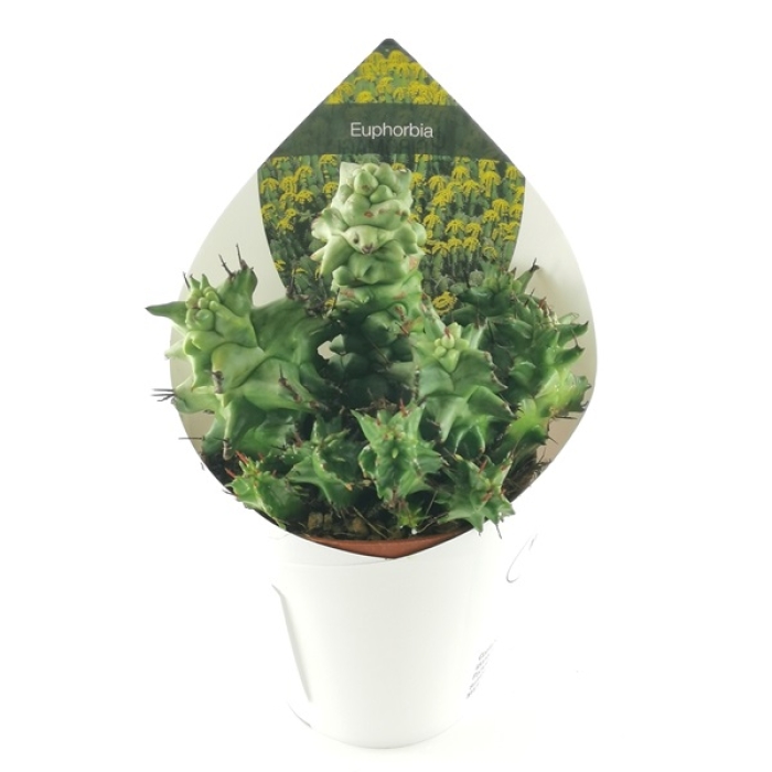 EUPHORBIA HORRIDA KIKO MOSTRUOSA