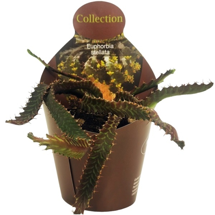 ESTRELLA EUPHORBIA