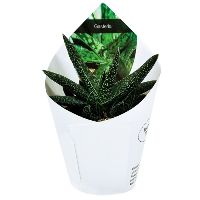 GASTERIA PILANSII