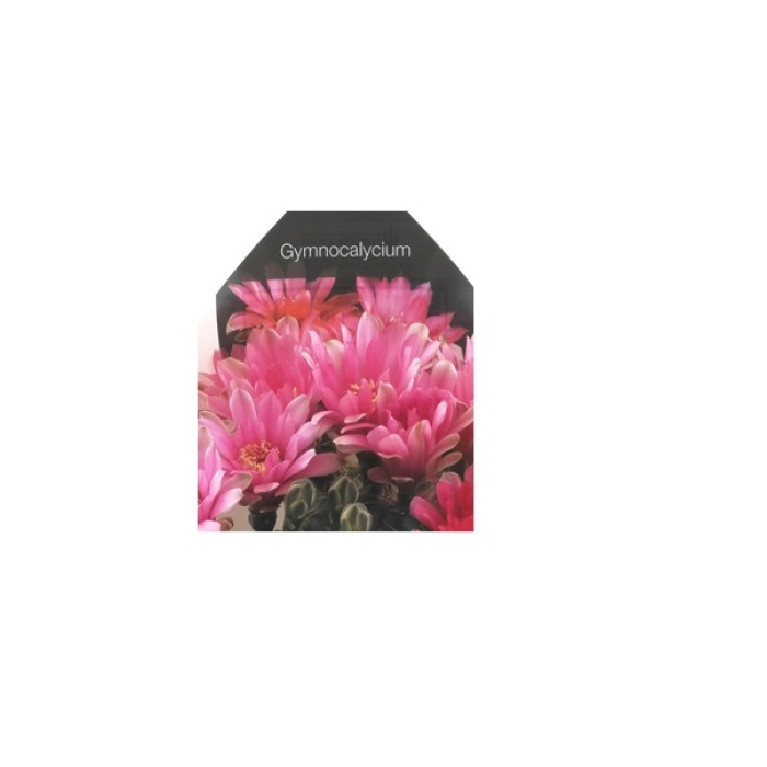 GYMNOCALYCIUM BALDIANUM
