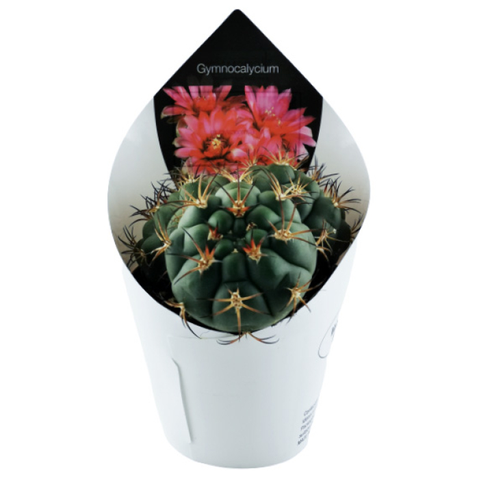 GYMNOCALYCIUM SAGLIONIS
