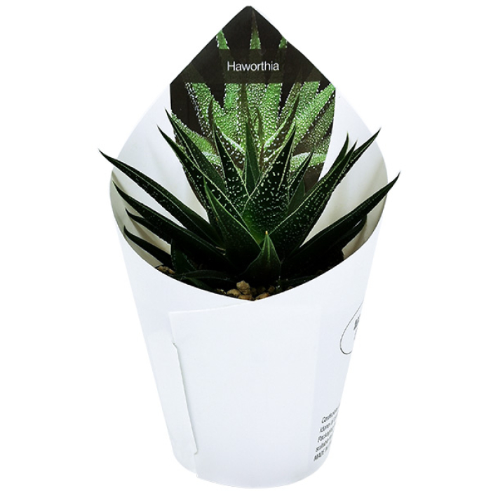 HAWORTHIA HERBACEA