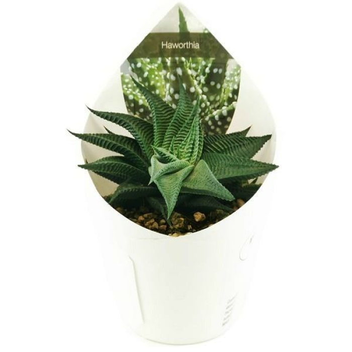HAWORTHIA LIMIFOLIA SPIRALIS