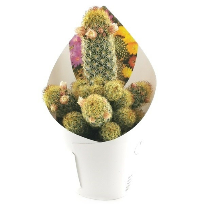 MAMMILLARIA ELONGATA