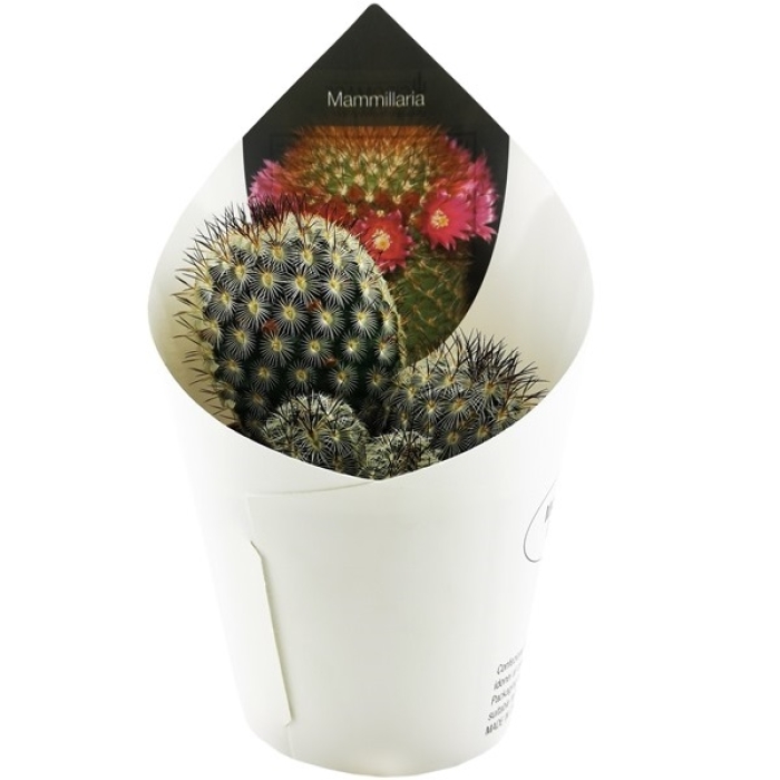 MAMMILLARIA MICROHELIA