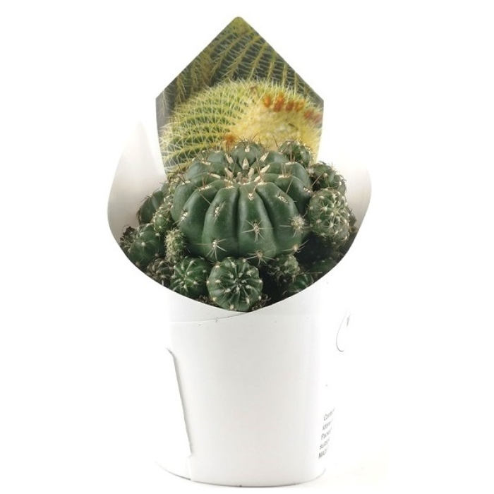 MATUCANA POLZII