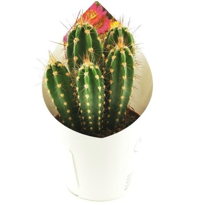 NEOCARDESIANA HERZOGIANA