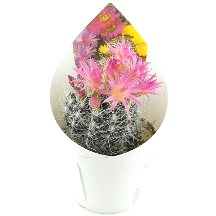 NEOPORTERIA NIDUS GEROCEPHALA