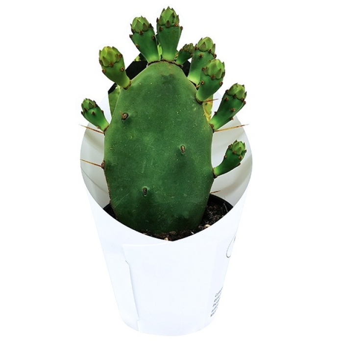 OPUNTIA HUMIFUSA
