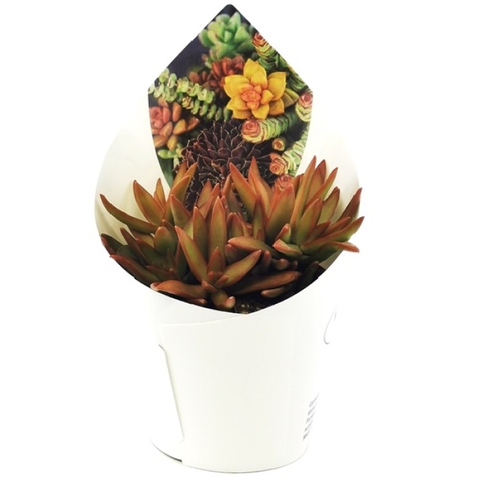 SEDUM NUSSBAUMERIANUM