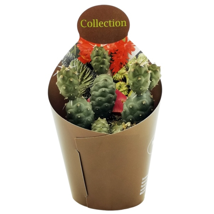 TEPHROCACTUS ARTICULATUS SUBINERMIS
