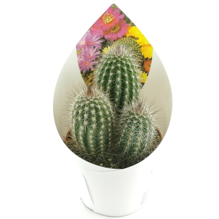 TRIXANTHOCEREUS BLOSFELIORUM