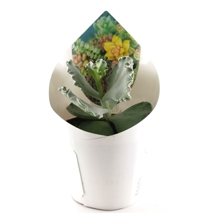 COTYLEDON UNDULATA