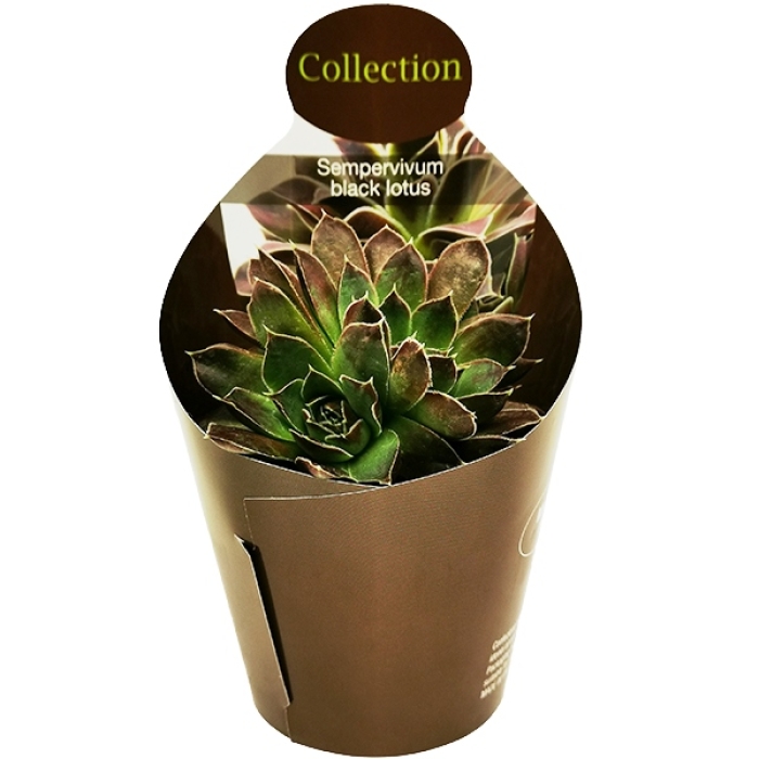 SEMPERVIVUM BLACK LOTUS