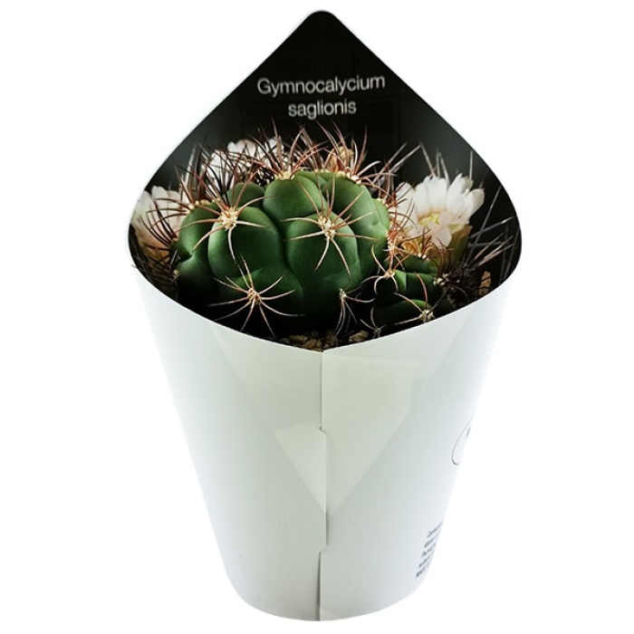 GYMNOCALYCIUM SAGLIONS