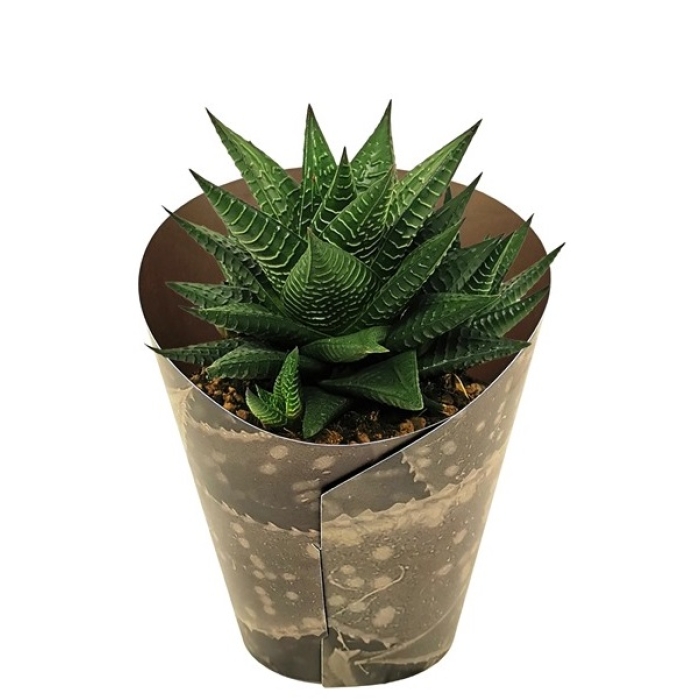 HAWORTHIA LIMIFOLIA
