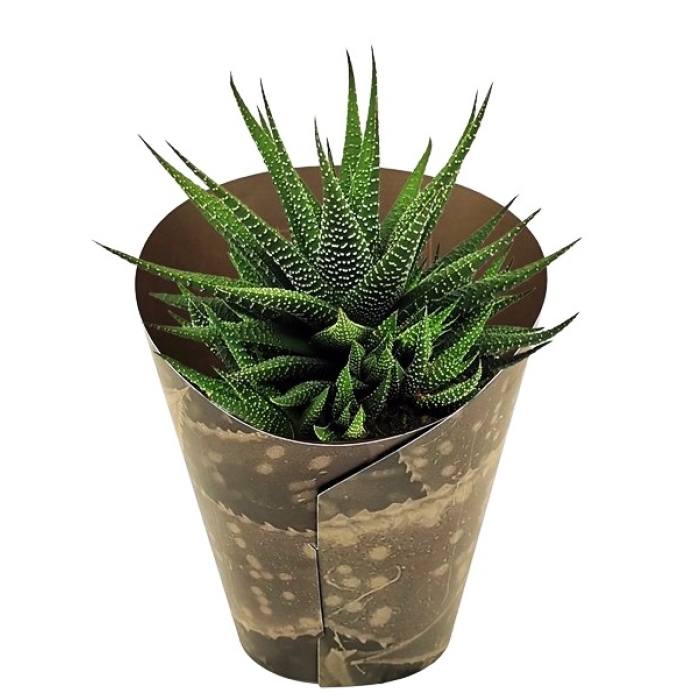 HAWORTHIA