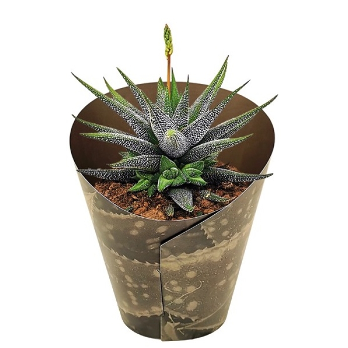 HAWORTHIA ATTENUATA RADULA 