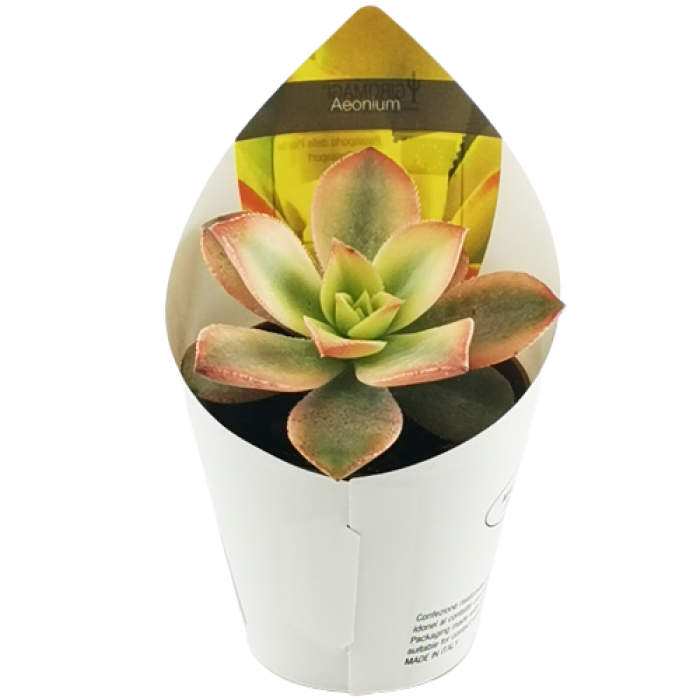 KIWI AEONIUM 