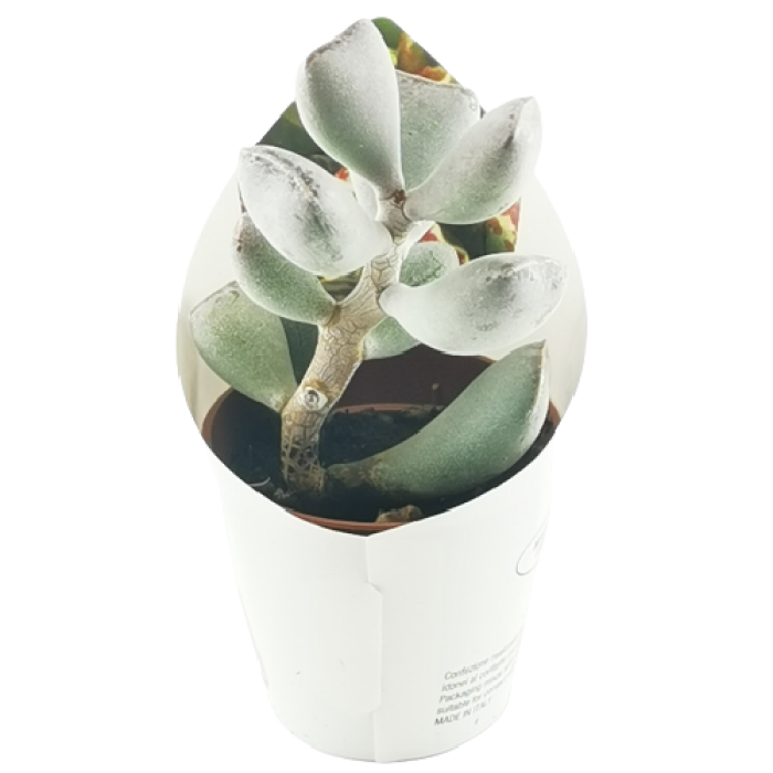 ADROMISCHUS TRUNCATUS