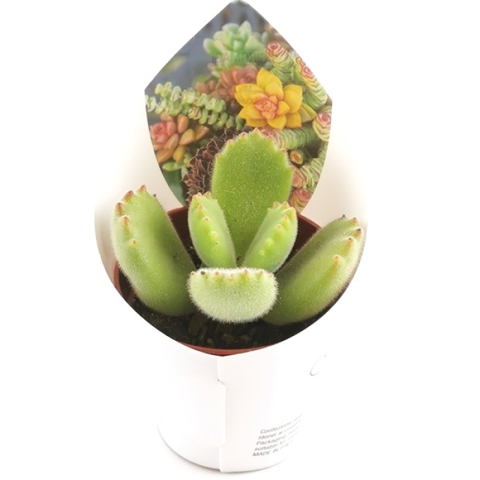 COTYLEDON LADISMITHIENSIS