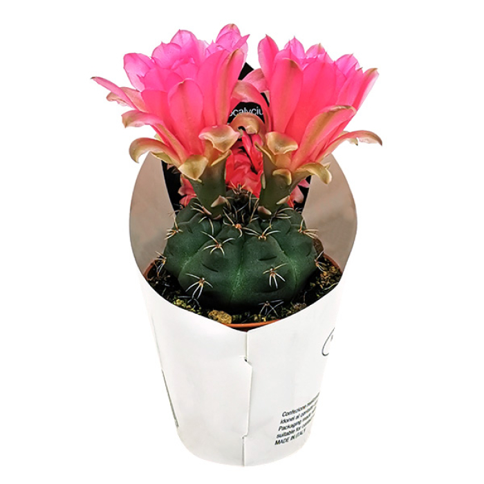 GYMNOCALYCIUM BALDIANUM