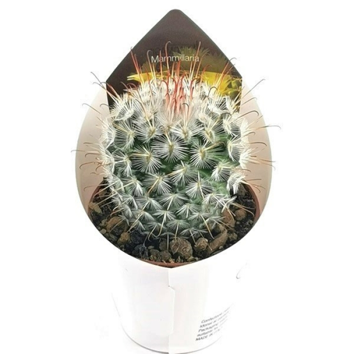MAMMILLARIA BOMBYCINA 