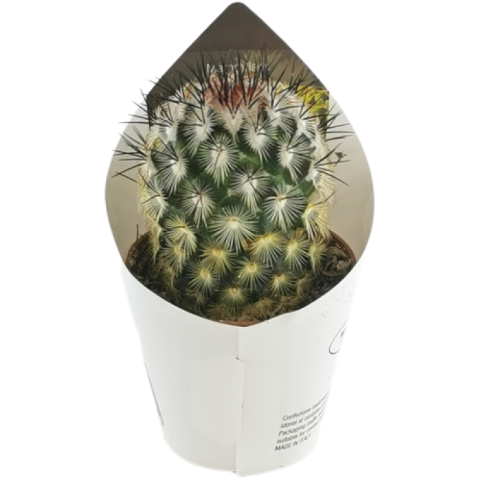 MAMMILLARIA MICROHELIA