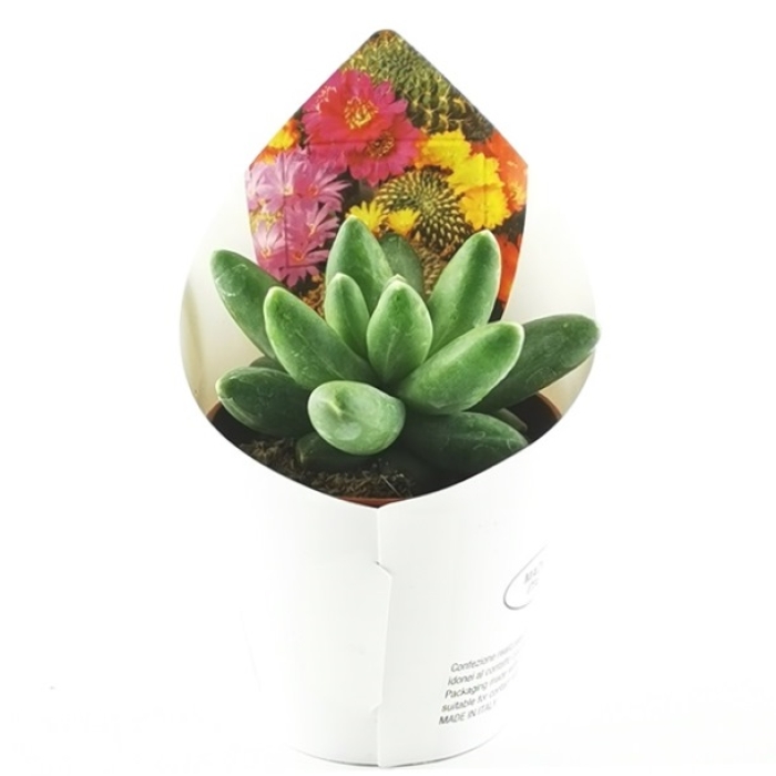 PACHYPHYTUM COMPACTUM