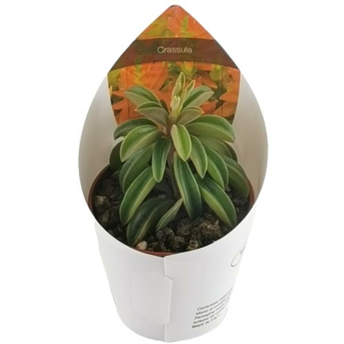 PEPEROMIA ASPERULA