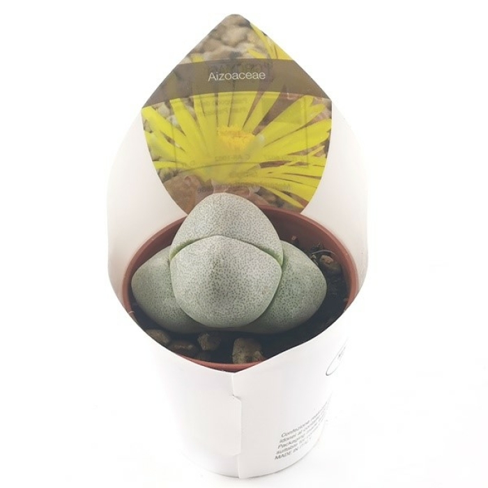 PLEIOSPILOS NELII