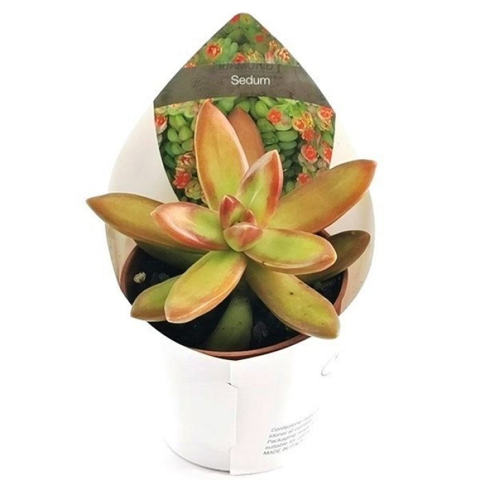 SEDUM NUSSBAUMERIANUM 