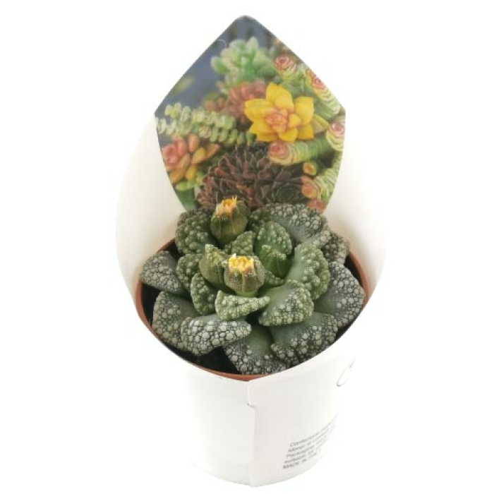 TITANOPSIS CALCAREA