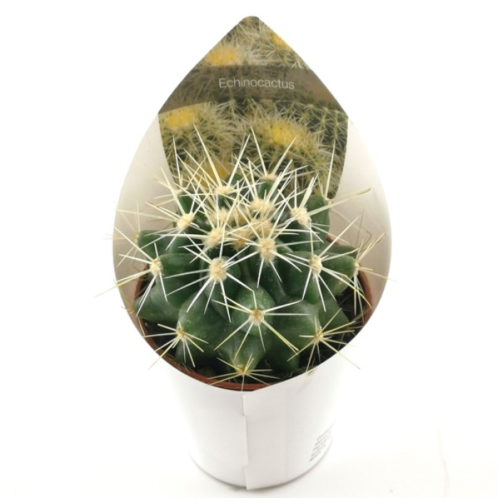 ECHINOCACTUS GRUSONII