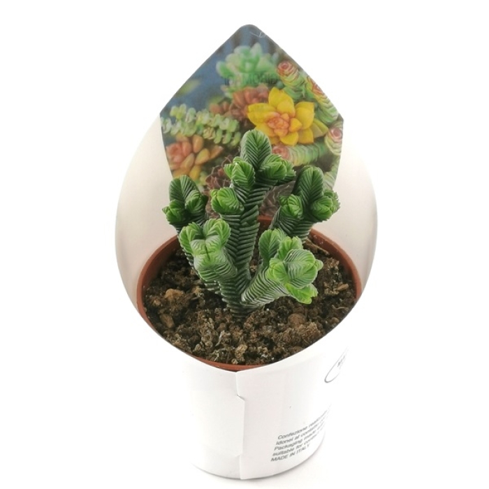 CRASSULA PYRAMIDALIS