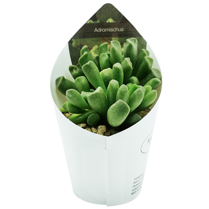 ADROMISCHUS CRISTATUS