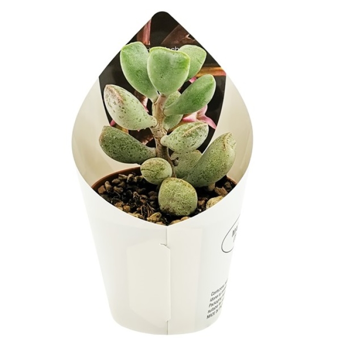 ADROMISCHUS TRUNCATUS