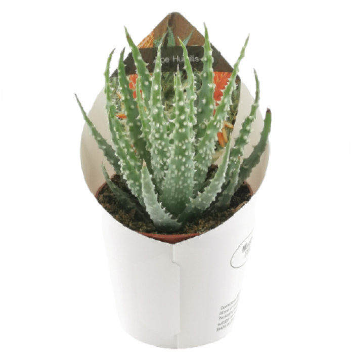 ALOE HUMILIS
